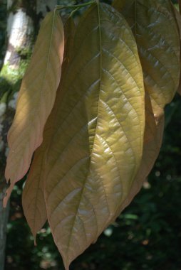 Ağaçtaki kakaonun dikey yakın çekimi.