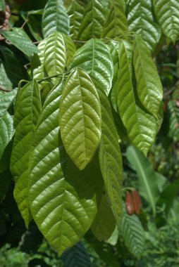 Ağaçtaki kakaonun dikey yakın çekimi.