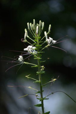 Güzel botanik fotoğrafı, doğal duvar kağıdı.