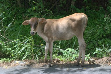 Vahşi inek otluyor..