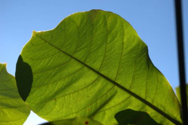 Yazın güzel yeşil yapraklar