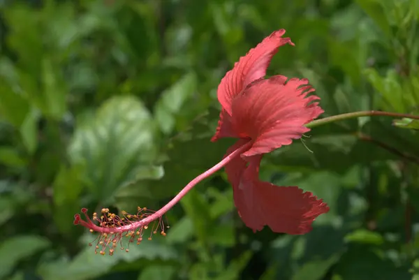 hibiscus hibiscus flower, chinese hibiscus