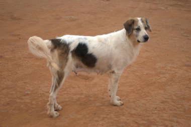 Toprağın üstünde duran bir köpek.