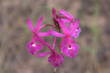 Sapı beyaz olan pembe bir çiçek.