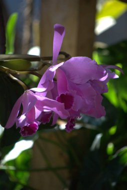 Arka planda yeşil saplı mor bir çiçek.