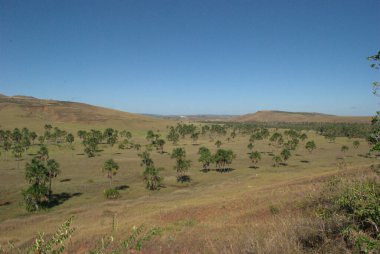 Arkasında birkaç ağaç ve tepe olan bir tarla.