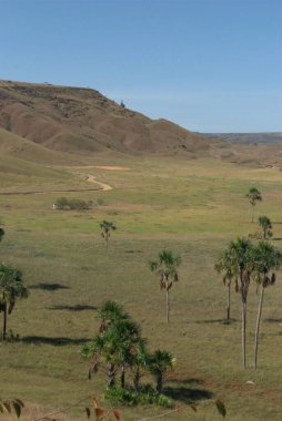 Birkaç palmiye ağacı ve toprak yolu olan bir tarla.