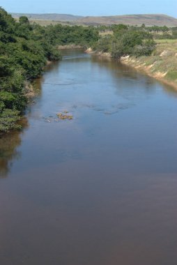 İçinde birkaç inek olan bir nehir.