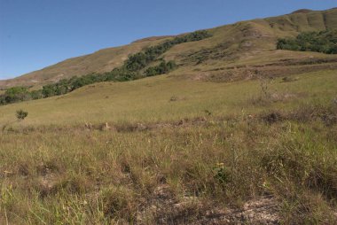 Arka planda dağ olan bir inek tarlada duruyor.