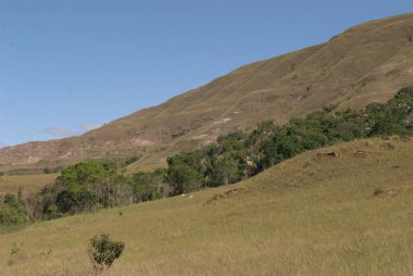 Tarlada otlayan bir inek ve arka planda bir dağ.