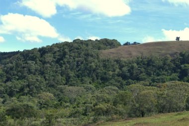 Arka planda tepe ile tarlada otlayan bir inek.