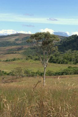 Arka planda dağ olan tarlada yalnız bir ağaç.