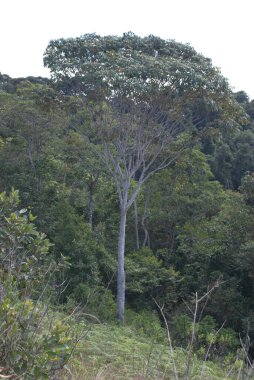 Arka planda ağaçlarla bir tarlada duran yalnız bir fil.