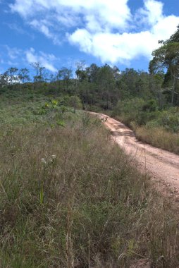 Üzerinde bir ineğin yürüdüğü toprak bir yol