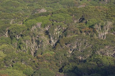 Ormanda büyük bir ağaç grubu.