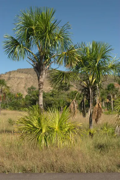 a palm tree in a field with a mountain in the background