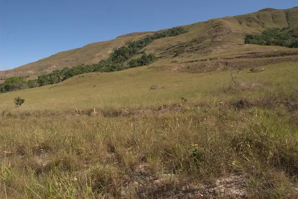 Arka planda dağ olan bir inek tarlada duruyor.