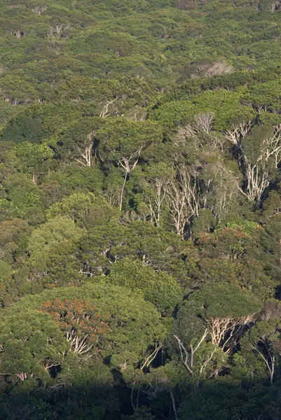 Büyük bir fil yemyeşil bir ormanda yürüyor.