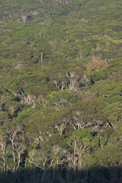 Bir zürafa yemyeşil bir ormanda yürüyor.