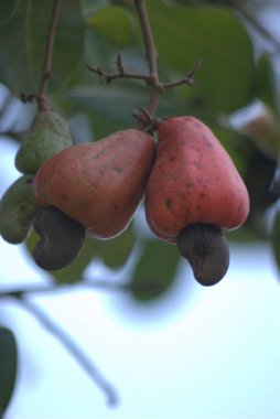 Olgun kırmızı ve yeşil elmaları bir dala yakın.