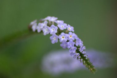 Ormanda beyaz çiçekler
