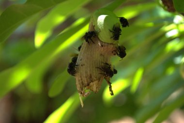 Yeşil tırtıl yaprak üzerinde
