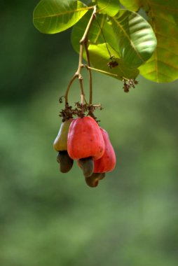 Ağaçtaki kırmızı meyveler
