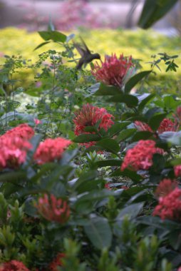 Bahçedeki güzel çiçekler