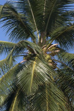 Palmiye yaprakları, bitki.