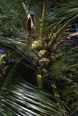 Bahçedeki palmiye ağacı