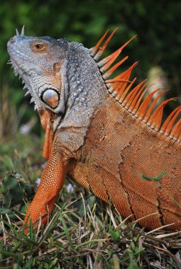 Doğadaki iguana hayvanı