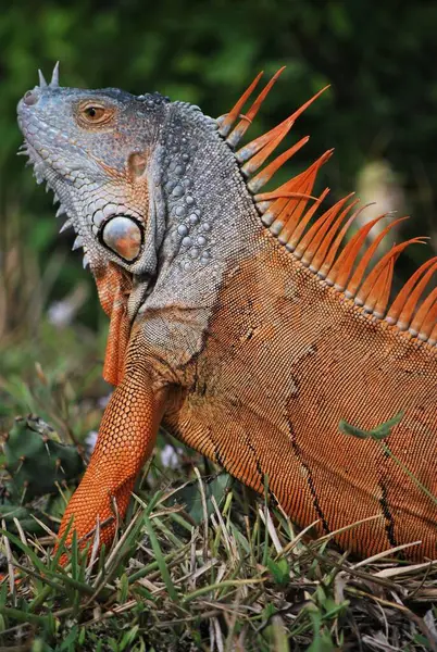 Doğadaki iguana hayvanı