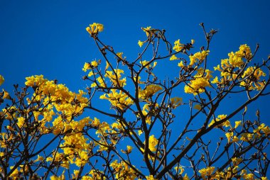 Güzel botanik fotoğrafı, doğal duvar kağıdı.