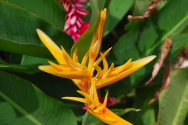 Güzel botanik fotoğrafı, doğal duvar kağıdı.