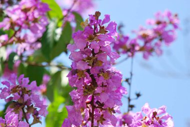 Bahçede mor çiçekler