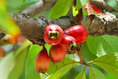 Kırmızı kirazlar dalda