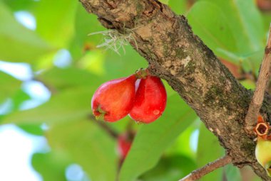 Ağaçtaki kırmızı elma meyvesi