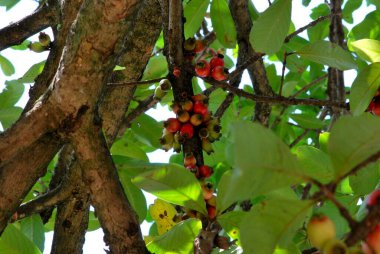 Olgun kırmızı elmalar ağaçta