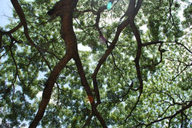 Ormandaki ağaç dalları, doğa bitki örtüsü ve çevre