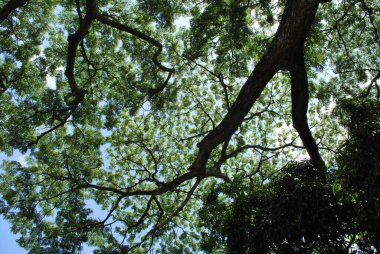 yeşil ağaç dalları, flora