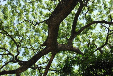 Bahçedeki yeşil ağaç