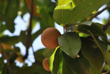 Doğada mango meyvesi
