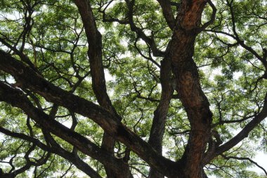 Ormanın güzel manzarası