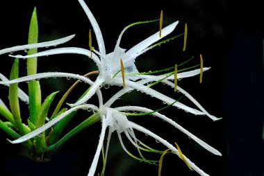 Güzel botanik fotoğrafı, doğal duvar kağıdı.