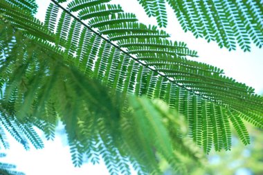 arka plan palmiye ağacının yaprakları