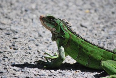 Yeşil bir iguananın yakın plan çekimi.