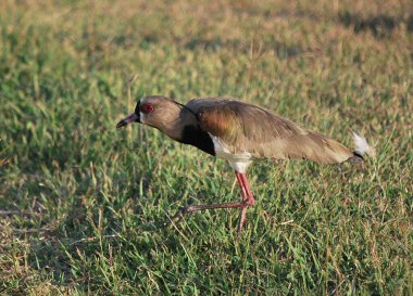 Otların arasında bir kuş