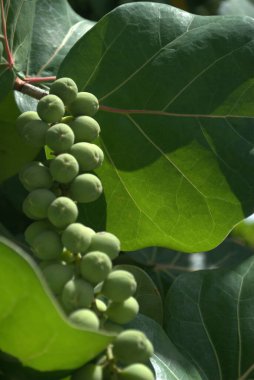 bir ağacın yeşil yaprakları