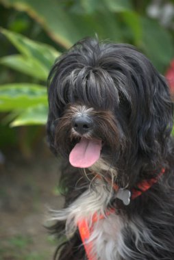 Şirin bir köpeğin portresi.