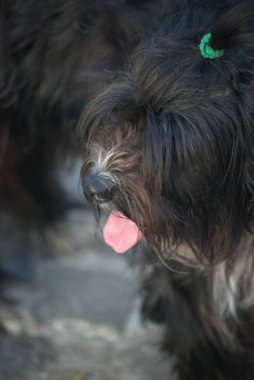 Beyaz yakalı siyah köpek.